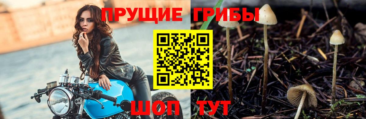 Галлюциногенные грибы прущие грибы Минеральные Воды